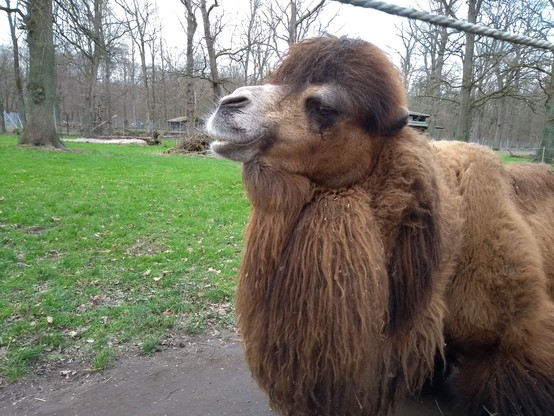 Dasselbe Kamel im Tierpark Oberwald im Profil.
