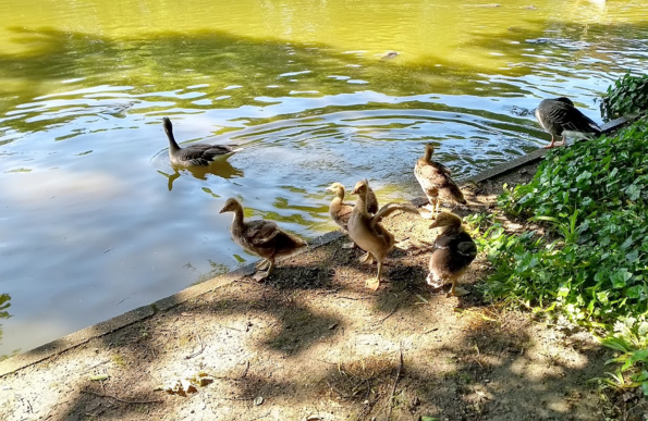 Entenfamilie mit 5 Jungen bereitet sich am Stadtgartensee auf die Wasserung vor. Nahaufnahme mit sonnengeflecktem Boden.