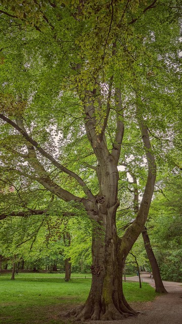 Eine alte Buche mit dickem Stamm, die in vollem Grün steht. Im Hintergrund sieht man Wiese und weitere Bäume.