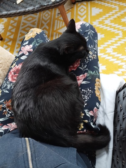 Eine schwarze Katze liegt auf meinem Schoß und schläft.