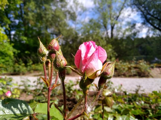 Im Garten, Nahaufnahme von Rosen. Zum großen Teil sind nur Knospen zu sehen, aber eine Knospe öffnet sich gerade zu einer rosa Blüte.