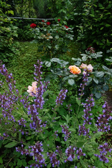 Lila blühender Salbei, dahinter orangefarbene, dann dunkelrote Rosenblüten im Garten