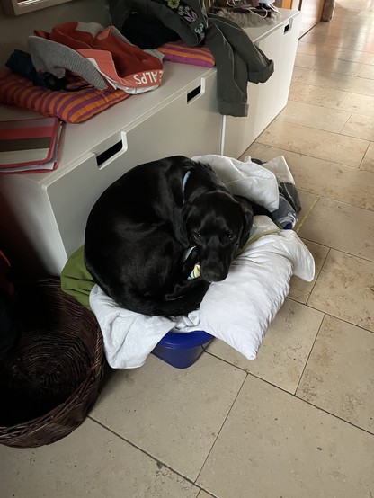Ein Hund liegt in einem Wäschekorb mit schmutziger Bettwäsche