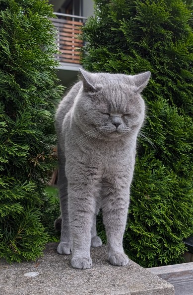 Eine graue Britisch Kurzhaar Katze mit gelben Augen. Sie steht auf einer Mauer zwischen grünen Büschen und macht mit geschlossenen Augen einen Katzenbuckel.