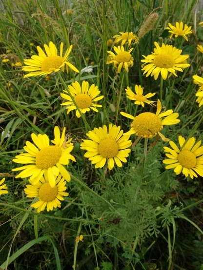 Mehrere intensiv gelbe Blüten mit fransigen Blütenblättern und einen großen runden gelben Blütenstempel