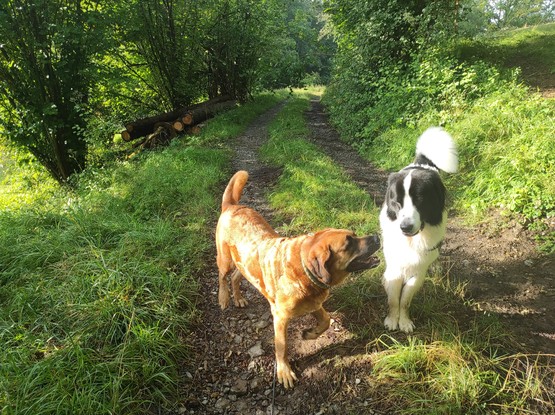 Loki mit Runa, zwei große Hunde