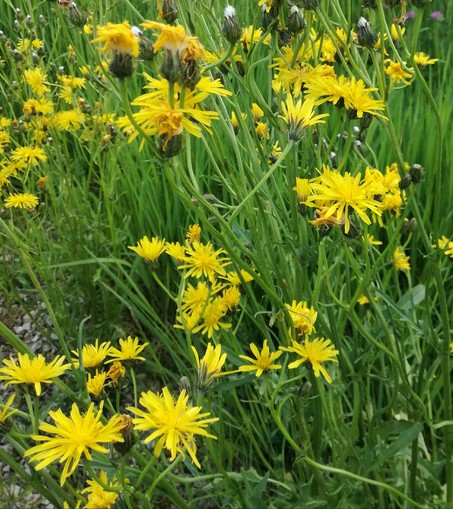 Eine Gruppe Pflanzen mit gelben gefiederten, strahlenförmigen  Blüten