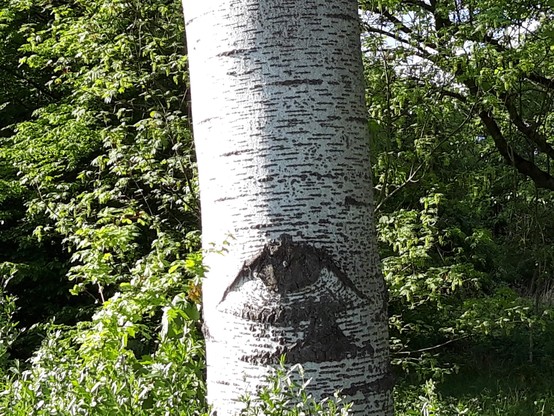 Detail der Baumrinde wie ein Auge