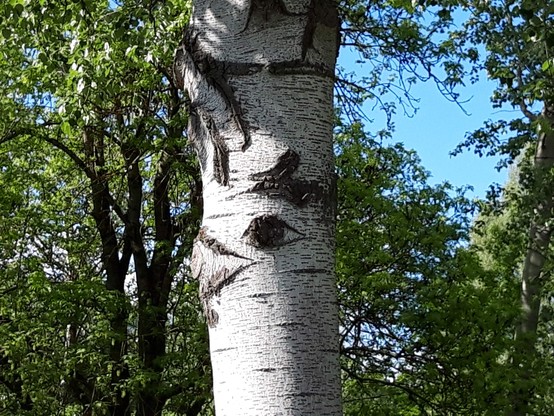 Detail der Baumrinde
