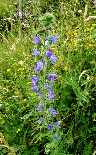 Eine einzelne Blüte des Natternkopfes in einer Wiese. Ein langer Blütenkolben mit vielen Einzelblüten, die hellviolett bis blau gefärbt sind.