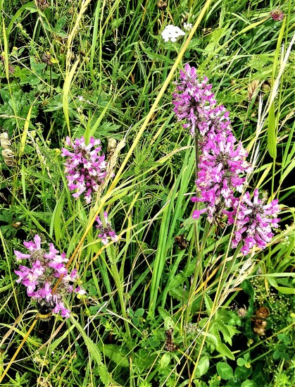 Aufrecht stehende violett / weiße Blüten