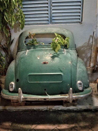Der hintere Teil eines grünen VW Käfers aus dessen Heckscheibe eine Grünpflanze wächst