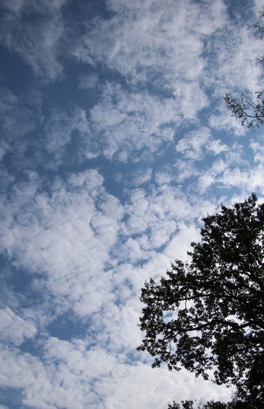 Blauer Himmen mit vielen kleinen weißen Wolken. Rechts unten ist ein Teil eines Baumes als Silhouette erkennbar.
Matzework 