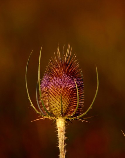 Eine blühende Karde im Abendsonnenlicht. Die Abendsonne ist noch so kräftig, dass das blühen nur schwer zu erkennen ist; erst beim Vergrößern des Bildes (zoom) ist besser erkennbar.
Matzework 