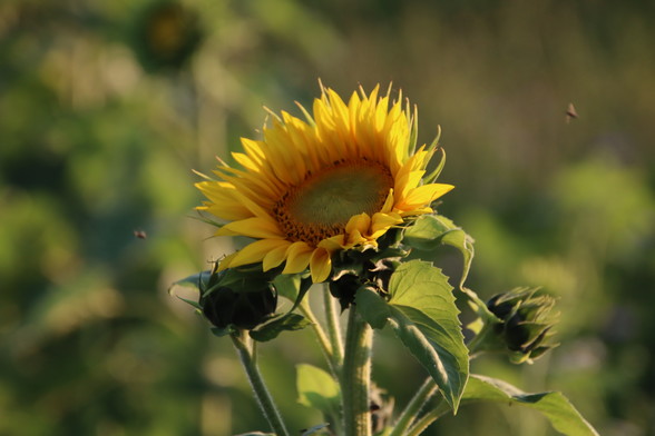 Blühende Sonnenblume mit 2 weiteren noch nicht erblühten Sonnenblumen in der Mittagssonne. Im Hintergrund weitere Sonnenblumen, die nur verschwommen erkennbar sind. Erinnerung an eine wärme Jahreszeit 😉.
Matzework