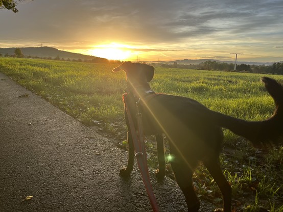 Ein schwarzer Hund schaut der aufgehenden Sonne zu. 