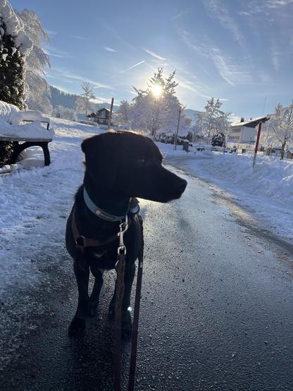 Ein schwarzer Hund steht auf einem geteerten Weg. Links und rechts Schnee. Die Sonne steht hinter einem verschneitem Baum. Der Himmel ist blau 