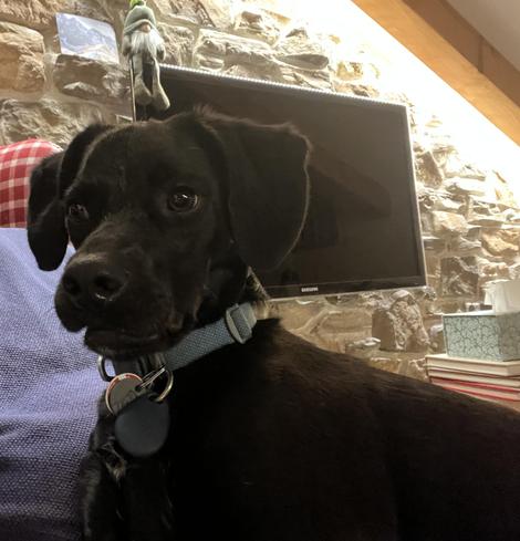 Ein schwarzer Hund mit kurzem, glattem Fell sitzt auf einem blauen Sofa vor einer Steinwand. Über dem Hund befindet sich ein Fernseher. Der Hund trägt ein hellblaues Halsband mit einem Anhänger. Über dem Hund ist ein kleiner Gartenzwerg an der Wand befestigt. Im Hintergrund sind auch ein paar Taschentuchboxen zu sehen.

Bereitgestellt von @altbot, generiert mit Gemini