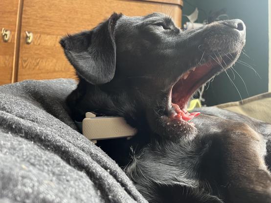 Ein schwarzer Labrador liegt auf einer grauen Decke und gähnt weit. Der Hund trägt ein beigefarbenes Halsband. Im Hintergrund ist ein dunkles Holzmöbelstück zu sehen. Das Bild vermittelt Ruhe und Entspannung.

Bereitgestellt von @altbot, generiert mit Gemini