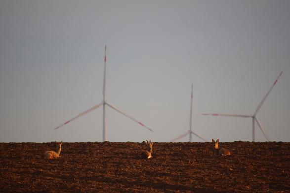 Zwei Rehe und ein Rehbock liegen auf einem freien Feld in der Sonne. Im Hintergrund sieht man die Rotoren von 3 Windrädern und einen hellgrauen Himmel.
Matzework