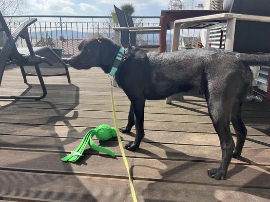 Das Bild zeigt einen schwarzen Labrador Retriever auf einem Holzdeck. Der Hund trägt eine grüne Halskette und ist mit einem gelben Leinen an einem grünen Spielzeug befestigt, das auf dem Boden liegt. Der Hund steht aufrecht und scheint das Spielzeug zu betrachten. Im Hintergrund sind einige Gartenmöbel wie Stühle und Tische zu sehen, sowie ein Geländer, das auf eine Aussicht hinausführt. Der Himmel ist klar mit einigen Wolken, und man kann die Umgebung im Hintergrund erkennen, die auf eine ruhige, sonnige Umgebung hinweist.

Bereitgestellt von @altbot, privat und lokal generiert mit Ovis2-8B

🌱 Energieverbrauch: 0.173 Wh