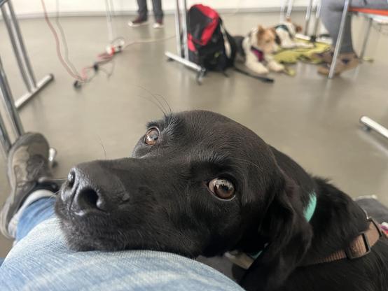 Das Bild zeigt einen schwarzen Labrador, der seinen Kopf auf die Oberschenkel eines Menschen legt. Der Hund hat braune Augen und trägt eine grüne Halskette. Im Hintergrund liegt ein weiterer Hund, der auf dem Boden liegt, und es sind einige Gegenstände wie ein rotes und schwarzes Rucksack sowie ein gelbes Tuch zu sehen. Die Umgebung scheint ein Innenraum zu sein, möglicherweise ein Raum mit Stühlen und Tischen, da man die Beine von Menschen und Teile von Stühlen sieht. Der schwarze Labrador blickt direkt in die Kamera, was eine herzliche und freundliche Atmosphäre vermittelt.

Bereitgestellt von @altbot, privat und lokal generiert mit Ovis2-8B

🌱 Energieverbrauch: 0.193 Wh