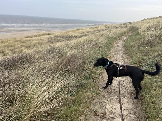 Ein schwarzer Hund mit einem blauen Halsband und einem braunen Leinen steht auf einem sandigen Pfad, der sich durch eine Düne windet. Der Hund ist an einem Leinen befestigt, das in die Ferne führt. Um ihn herum wachsen hohe, goldgelbe Dünenrasen, die sanft in die Richtung des Meeres wehen. Im Hintergrund erstreckt sich ein weites, sandiger Strandabschnitt mit sanften Wellen, die an den Strand rauschen. Der Himmel ist bewölkt, was eine ruhige und friedliche Atmosphäre vermittelt.

Bereitgestellt von @altbot, privat und lokal generiert mit Ovis2-8B

🌱 Energieverbrauch: 0.172 Wh