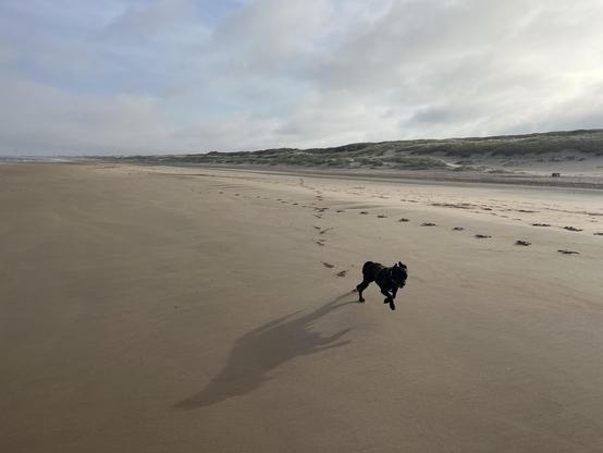 Ein schwarzes Hund auf einem weiten, sandigen Strand, der fröhlich über die glatte Oberfläche läuft. Der Hund hinterlässt deutliche Spuren im Sand, die sich in die Ferne erstrecken. Der Himmel ist bedeckt mit wechselnden Grautönen, was auf einen bewölkten Tag hinweist. Im Hintergrund sind sanfte Dünen mit Gras und Sträuchern zu sehen, die die Küste säumen. Die Szene wirkt ruhig und friedlich, mit dem Hund als zentrales Element, das die Freude am Strandlauf einfängt.

Bereitgestellt von @altbot, privat und lokal generiert mit Ovis2-8B

🌱 Energieverbrauch: 0.180 Wh