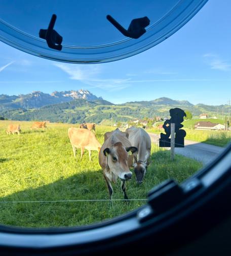 Eine Kuh vor dem Fenster des Wohnmobils, im Hintergrund der Berg Säntis in der Morgensonne 
