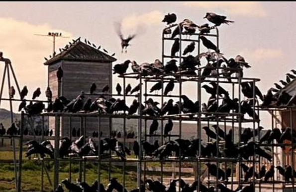 Schulhofszene aus Hitchcock's Die Vögel.
Hunderte von Krähen sitzen auf einem Klettergerüst.
