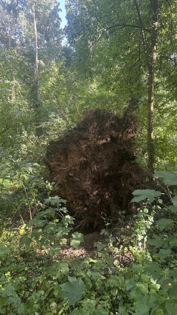 Ein entwurzelter Baum ist von dichtem Grün in einem Wald umgeben. Die freiliegenden Wurzeln und der erdige Sockel des Baumes sind gut sichtbar. Sonnenlicht filtert durch das Laub darüber.