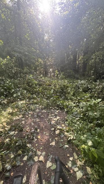 Ein Sonnenstrahl filtert durch Bäume in einem Waldgebiet und beleuchtet einen Weg, der mit umgestürzten Ästen, Blättern und überwachsener Vegetation bedeckt ist. Im Vordergrund ist ein Fahrradreifen zu sehen, der auf einen Radweg hinweist.