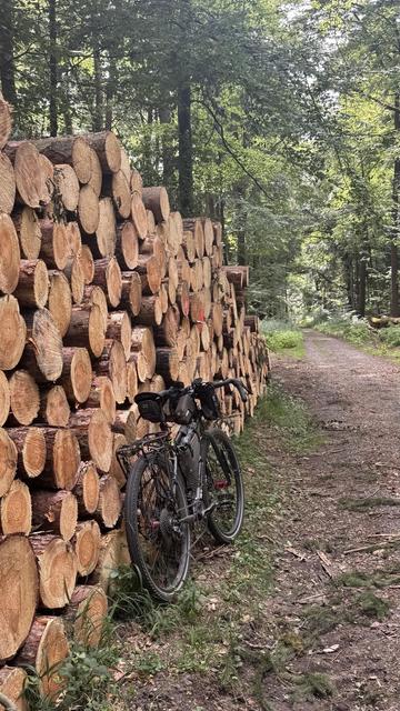 Ein Fahrrad lehnt sich an einen Stapel frisch geschnittener Baumstämme neben einem Feldweg in einem Waldgebiet. Der umliegende Wald ist üppig mit viel Grün.
