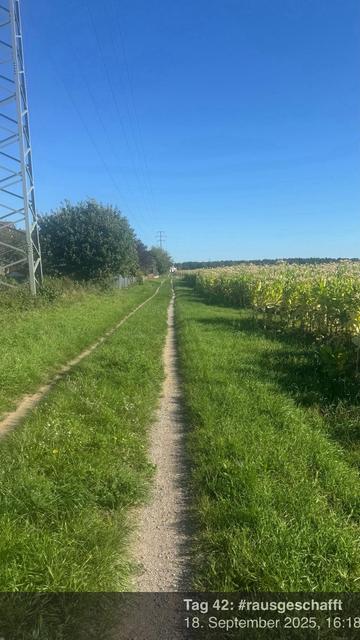 Ein schmaler Feldweg führt durch ein grünes Feld mit Gras auf beiden Seiten, eingerahmt von Bäumen und Stromleitungen. Der Himmel ist klar und blau.