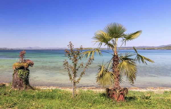 Eine kleine Palme auf der Insel Reichenau am Bodensee 