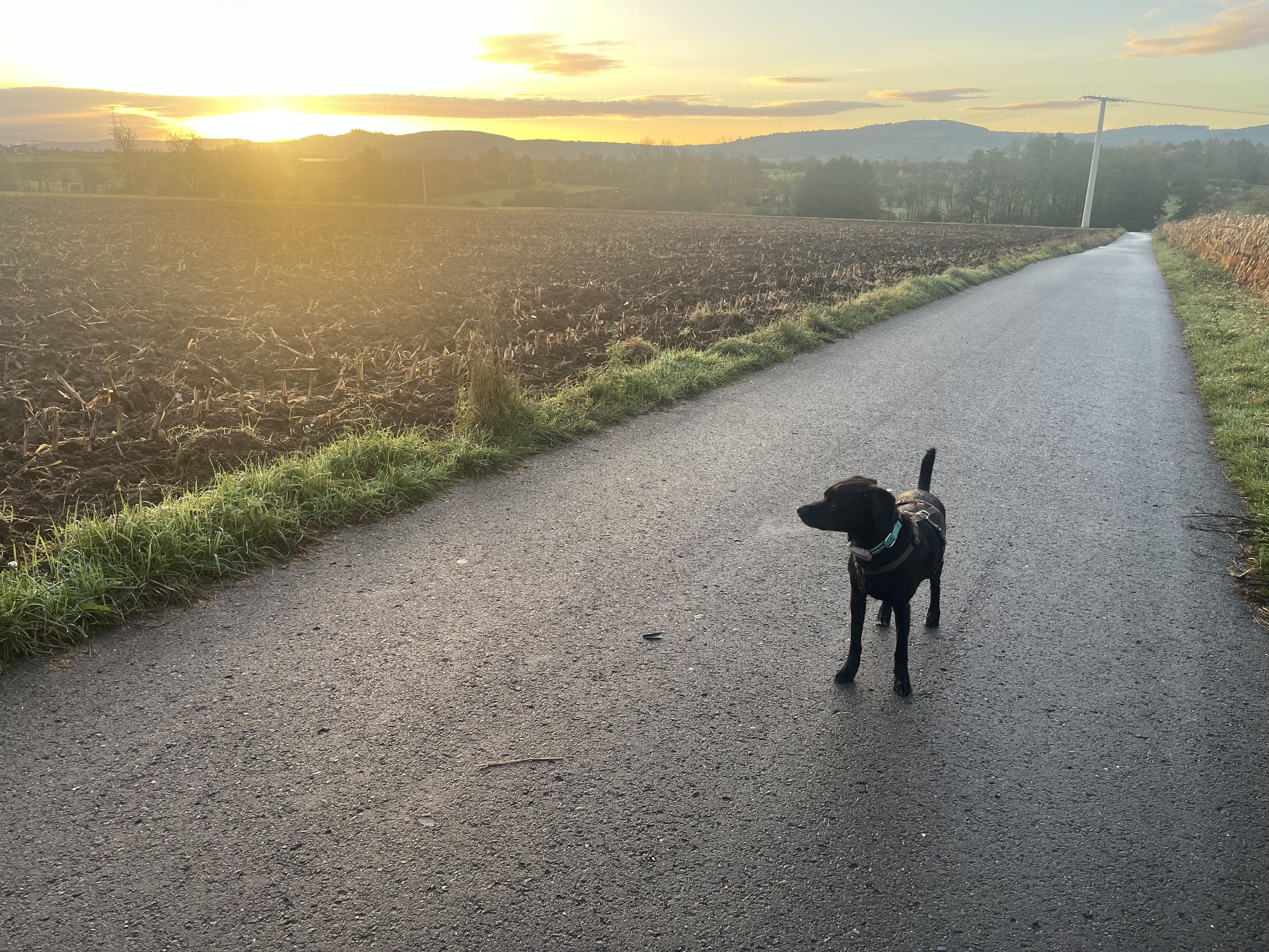 Ein schwarzer Hund steht auf einem asphaltierten Pfad in einer Landschaft. Der Pfad führt in die Ferne und wird auf beiden Seiten von Gras bewachsen. Rechts vom Pfad befindet sich ein Feld mit braunem Vegetation. Im Hintergrund sind Hügel zu sehen. Der Himmel ist orange und gelb, wie bei Sonnenuntergang oder Sonnenaufgang.

Bereitgestellt von @altbot, privat und lokal generiert mit Gemma3:27b

🌱 Energieverbrauch: 0.072 Wh